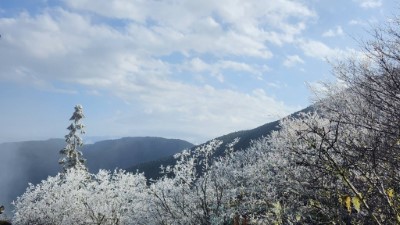 太平山降冰霰結霧淞　整座山頭籠罩銀白美景2